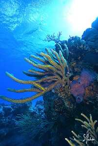 Diving the beautiful reefs and walls of Cozumel all provi... by Steven Anderson 